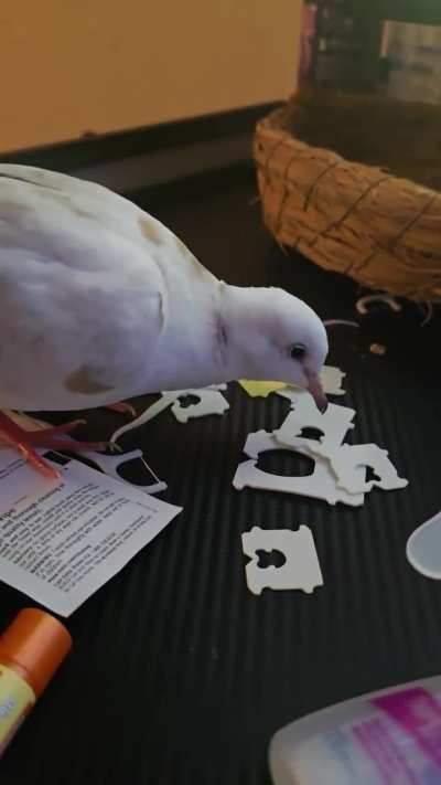 They absolutely love plastic toothpick and bread ties.