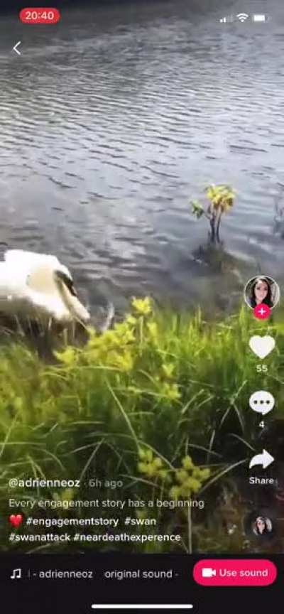 The Goose is Loose