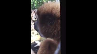 Monkey scream, spin and then disappeared