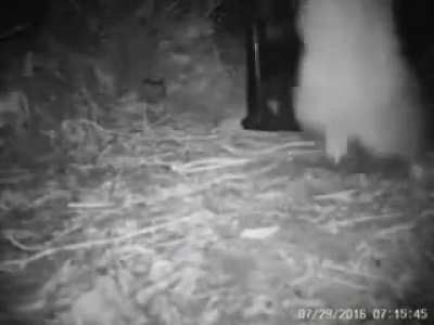 This kiwi falling over from excitement of finding a surprise food box