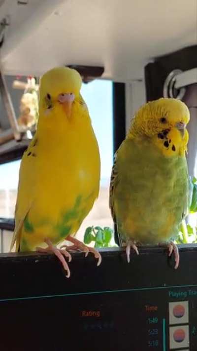 Two Citrus budgies attempt to flirt