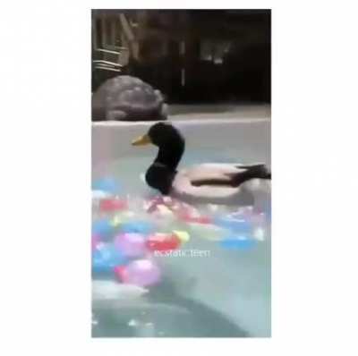 Duck just obeying the 