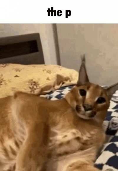 The p