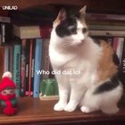 Christmas spirit