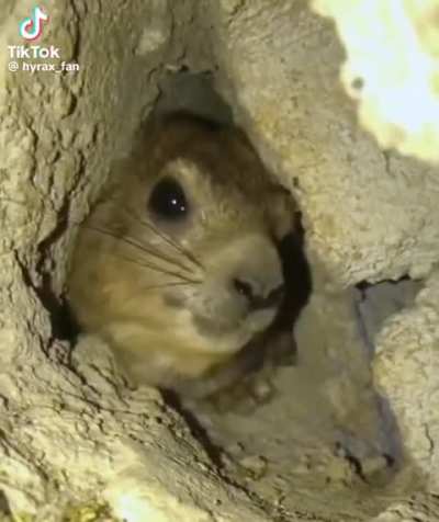 A hyrax (my new favourite animal) 