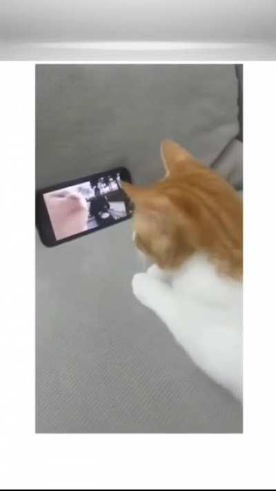 angry cat