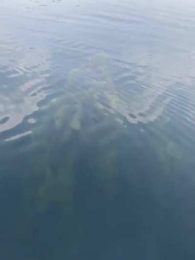 Sunken Forrest in Miners Lake, Ely MN