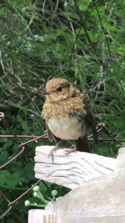 TweetyBirb