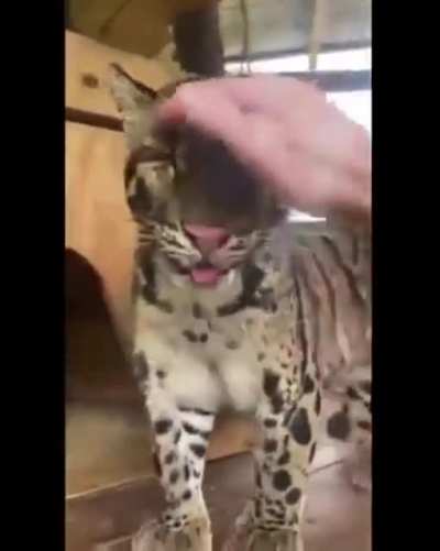 Just watch until the end.