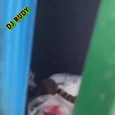 Raccoon