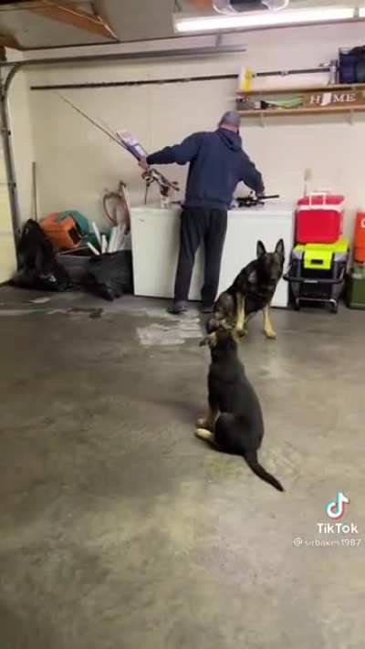Definitely not guard dogs