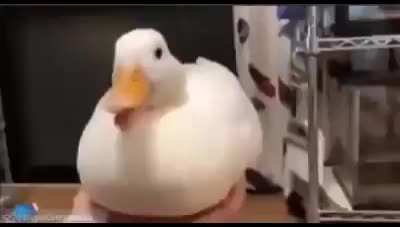 quaccc