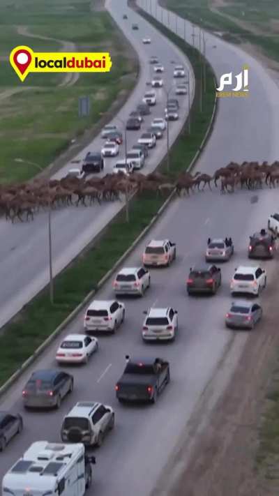 A herd of camels crossing a motorway near Salalah in the green Dhofar region of Oman 