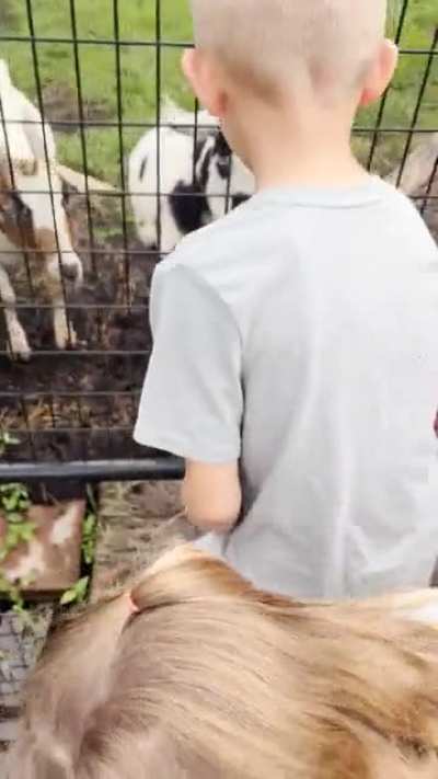 Feeding a pig
