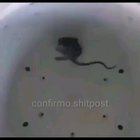 La rata viajera