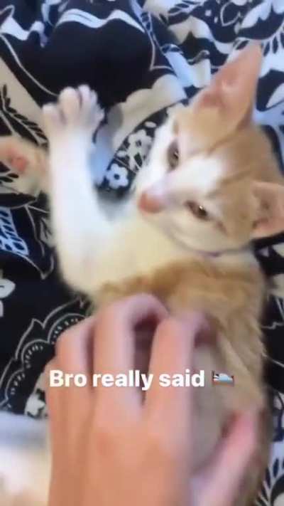 Good cat