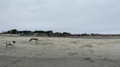 A Greyhound has entered the beach
