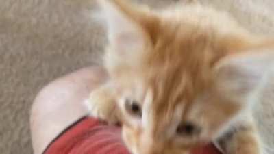 Crispy's yells we're so cute and small when he was a baby