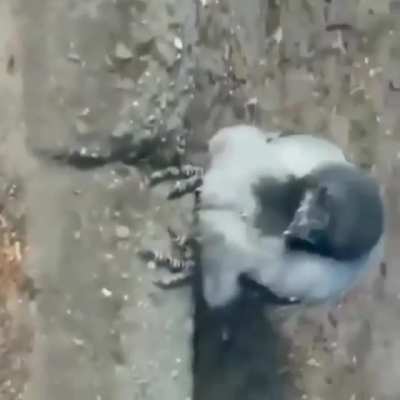 Hi-
