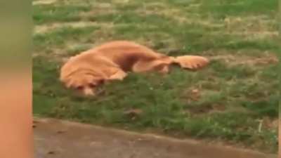 Dog caught digging hole but styles it out