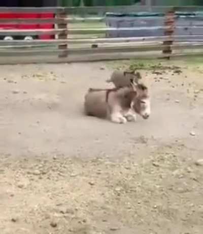 Cute baby Donkey playing around the mother..