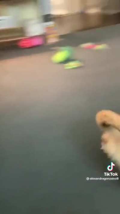 Corgi gets shoved too hard