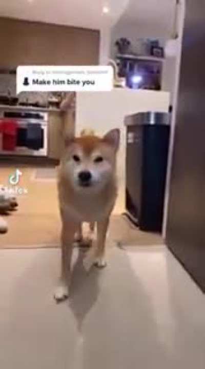 Doggo scream (dont worry not actual dog hitting)