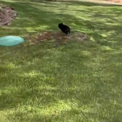 Funny dog