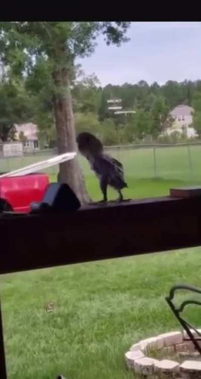 Birds can dance!