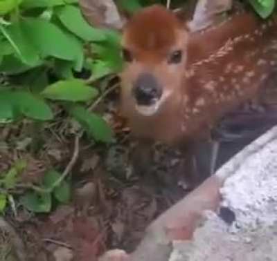 NoOOooO bambi 😔
