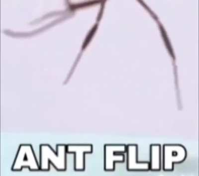 Karınca flip gelmiş