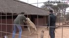 Journalist survives after being mauled by a lion