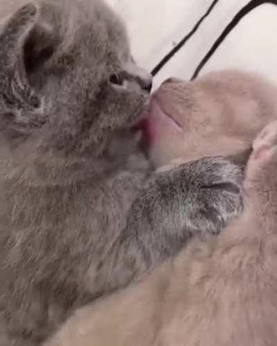 Sweet kisses