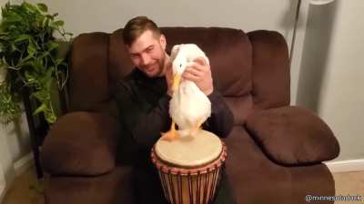 Duck playing the drums