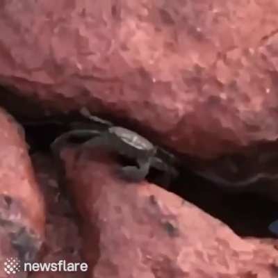 Don't mess with this guy