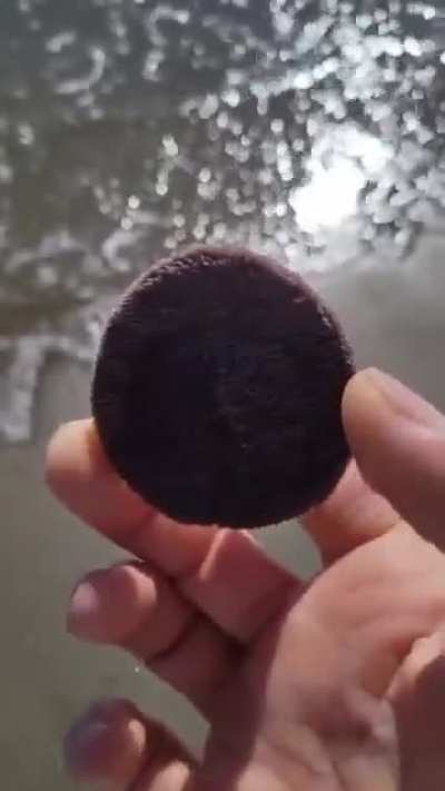 This is a sand dollar