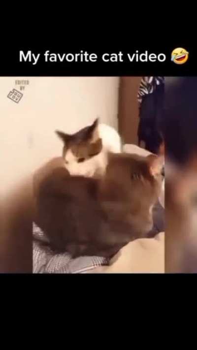 A Cat Screaming🤣