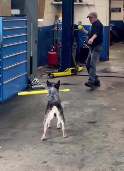 This doggo hitting the perfect shots!