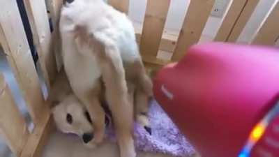 This is what he does when it's time to dry his butt