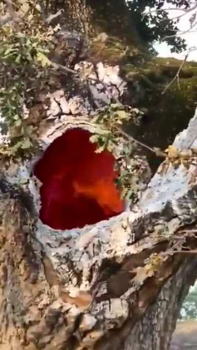 Tree burning From inside after Lightning Strikes