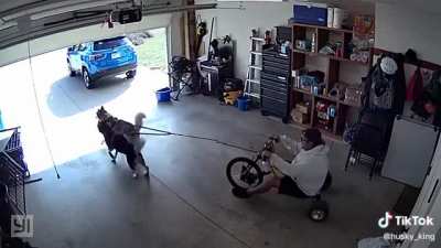 This owner found the perfect way to satisfy the huskies’ love for work