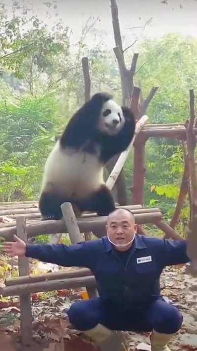 Panda Acting Like He in a Saturday Morning Cartoon