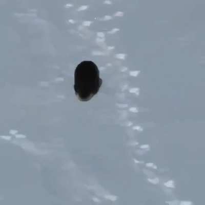 Dashing through the snow...
