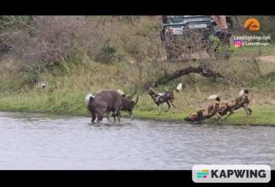 Kudu hold off Wild Dogs and Hippo, but a Crocodile ends it.