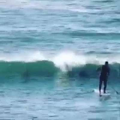 when you try to paddlesurf but then..