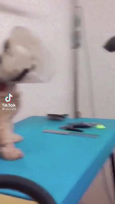 .......