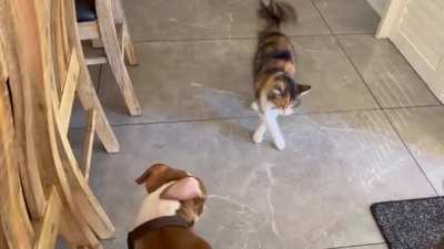 Kitten letting him know who’s in charge. (It’s his toy)