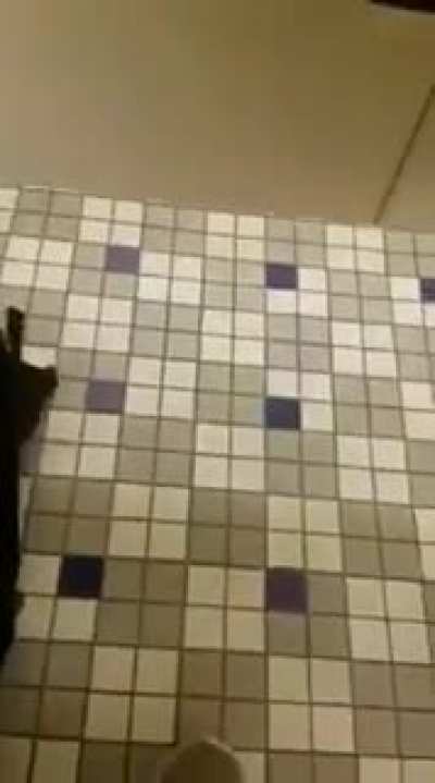 Toilet freakout