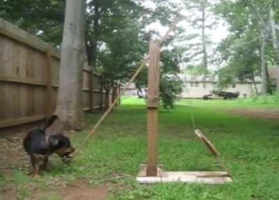 I made my pup Olive this tennis ball catapult