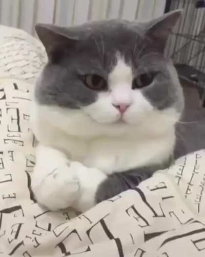 You may not hold my paws at this time